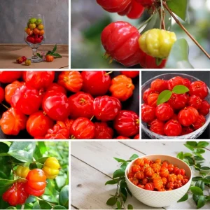 Surinam Cherry Live Plant – Edible Fruit Tree – 5 to 8 Inches Tall - Image 4