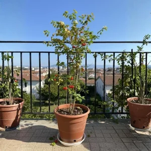 Surinam Cherry Live Plant – Edible Fruit Tree – 5 to 8 Inches Tall - Image 6