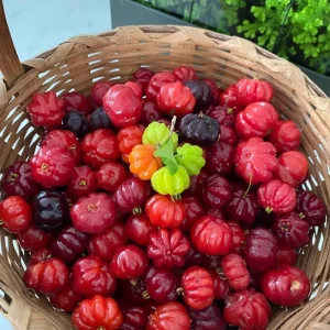 Surinam Cherry Live Plant – Edible Fruit Tree – 5 to 8 Inches Tall - Image 7