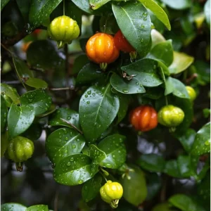 Surinam Cherry Tree Live Plant – Sweet Cherry Fruit, 6-10 Inch Tall in 4