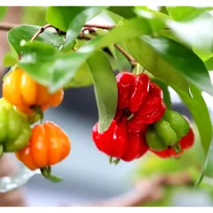 Surinam Cherry Tree Live Plant – Sweet Cherry Fruit, 6-10 Inch Tall in 4