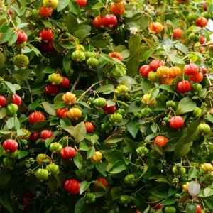 Surinam Cherry Tree Live Plant – Sweet Cherry Fruit, 6-10 Inch Tall in 4