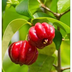 Surinam Cherry Tree Live Plant – Sweet Cherry Fruit, 6-10 Inch Tall in 4