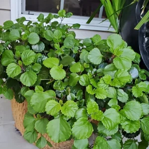 Swedish Ivy Live Plant – 4 Inch Pot Trailing Houseplant – Easy Care Indoor Plectranthus - Image 2