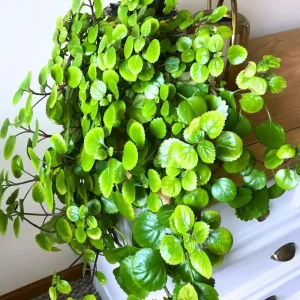Swedish Ivy Live Plant – 4 Inch Pot Trailing Houseplant – Easy Care Indoor Plectranthus - Image 3