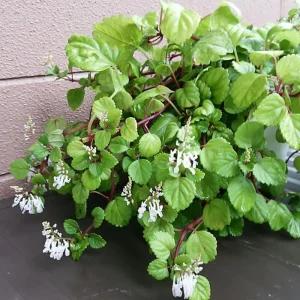 Swedish Ivy Live Plant – 4 Inch Pot Trailing Houseplant – Easy Care Indoor Plectranthus - Image 4