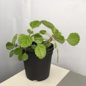 Swedish Ivy Live Plant – 4 Inch Pot Trailing Houseplant – Easy Care Indoor Plectranthus - Image 5