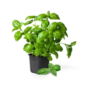 Sweet Basil Live Plant – 3-5 Inch Tall Fragrant Herb for Indoor Outdoor Growing - Image 1