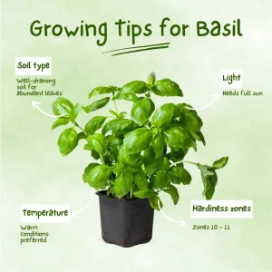 Sweet Basil Live Plant – 3-5 Inch Tall Fragrant Herb for Indoor Outdoor Growing - Image 2