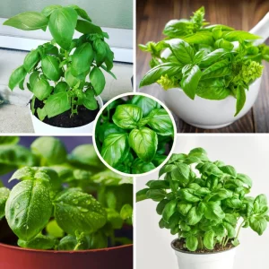 Sweet Basil Live Plant – 3-5 Inch Tall Fragrant Herb for Indoor Outdoor Growing - Image 3