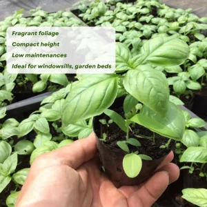 Sweet Basil Live Plant – 3-5 Inch Tall Fragrant Herb for Indoor Outdoor Growing - Image 4