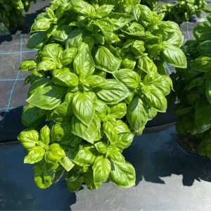 Sweet Basil Live Plant – 3-5 Inch Tall Fragrant Herb for Indoor Outdoor Growing - Image 5