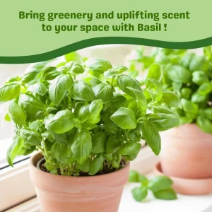 Sweet Basil Live Plant – 3-5 Inch Tall Fragrant Herb for Indoor Outdoor Growing - Image 6
