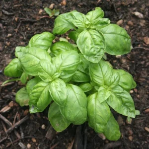 Sweet Basil Live Plant – 3-5 Inch Tall Fragrant Herb for Indoor Outdoor Growing - Image 7