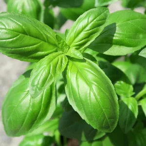 Sweet Basil Live Plant – 3-5 Inch Tall Fragrant Herb for Indoor Outdoor Growing - Image 8