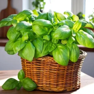 Sweet Basil Live Plant – Large Leaf Basil Herb, 3-5 Inch Tall, 4 Inch Pot - Image 2