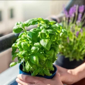 Sweet Basil Live Plant – Large Leaf Basil Herb, 3-5 Inch Tall, 4 Inch Pot - Image 3