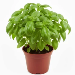 Sweet Basil Live Plant – Large Leaf Basil Herb, 3-5 Inch Tall, 4 Inch Pot - Image 4