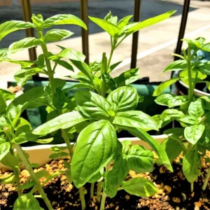 Sweet Basil Live Plant – Large Leaf Basil Herb, 3-5 Inch Tall, 4 Inch Pot - Image 5