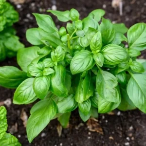 Sweet Basil Live Plant – Large Leaf Basil Herb, 3-5 Inch Tall, 4 Inch Pot - Image 6
