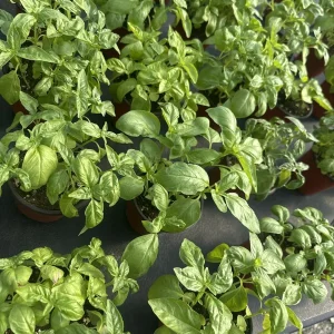 Sweet Basil Live Plant – Large Leaf Basil Herb, 3-5 Inch Tall, 4 Inch Pot - Image 8