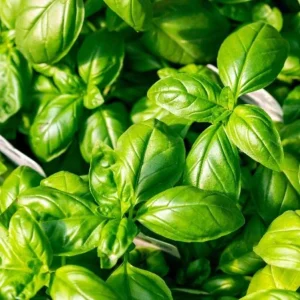 Sweet Basil Live Plant – Large Leaf Basil Herb, 3-5 Inch Tall, 4 Inch Pot - Image 1