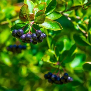 Sweet Black Huckleberry Live Plant, 4-7 Inch Tall, 4 Inch Pot, Outdoor - Image 4