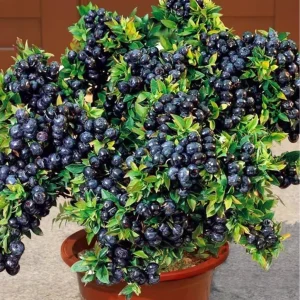 Sweet Black Huckleberry Live Plant, 4-7 Inch Tall, 4 Inch Pot, Outdoor - Image 8