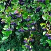 Sweet Black Huckleberry Live Plant, 4-7 Inch Tall, 4 Inch Pot, Outdoor - Image 1