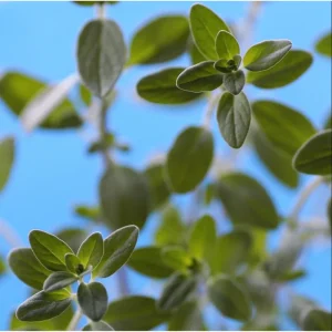 Sweet Marjoram Live Starter Plants (3-Pack) - 4-9 Inch Tall Herb for Cooking & Garden - Image 2