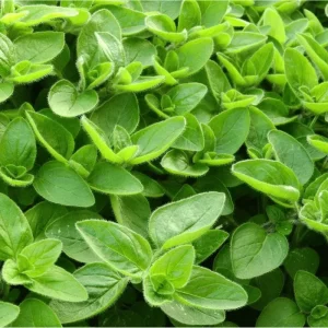 Sweet Marjoram Live Starter Plants (3-Pack) - 4-9 Inch Tall Herb for Cooking & Garden - Image 3