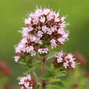 Sweet Marjoram Live Starter Plants (3-Pack) - 4-9 Inch Tall Herb for Cooking & Garden - Image 5