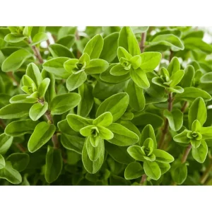 Sweet Marjoram Live Starter Plants (3-Pack) - 4-9 Inch Tall Herb for Cooking & Garden - Image 6