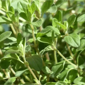 Sweet Marjoram Live Starter Plants (3-Pack) - 4-9 Inch Tall Herb for Cooking & Garden - Image 7