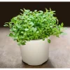 Sweet Marjoram Live Starter Plants (3-Pack) - 4-9 Inch Tall Herb for Cooking & Garden - Image 1