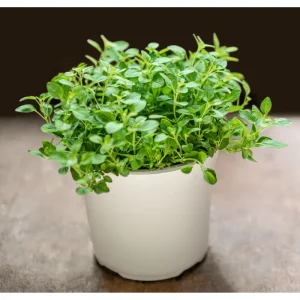 Sweet Marjoram Live Starter Plants (3-Pack) - 4-9 Inch Tall Herb for Cooking & Garden - Image 1