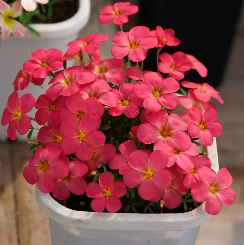 Sweet Potato Oxalis Plant – Live Ornamental Flowering Plant – 4 Inch Pot - Image 2