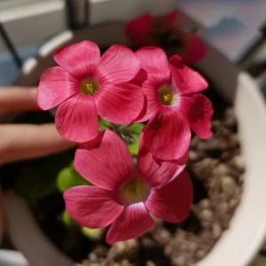 Sweet Potato Oxalis Plant – Live Ornamental Flowering Plant – 4 Inch Pot - Image 3