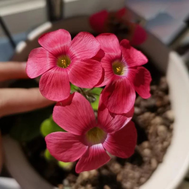 Sweet Potato Oxalis Plant – Live Ornamental Flowering Plant – 4 Inch Pot - Image 3