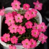 Sweet Potato Oxalis Plant – Live Ornamental Flowering Plant – 4 Inch Pot - Image 1