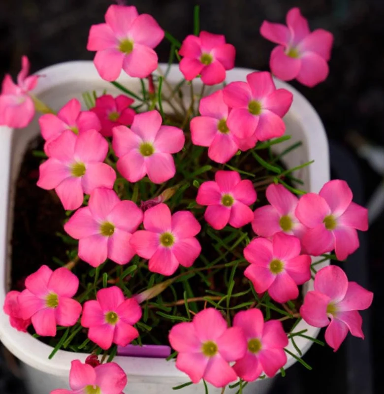 Sweet Potato Oxalis Plant – Live Ornamental Flowering Plant – 4 Inch Pot - Image 1