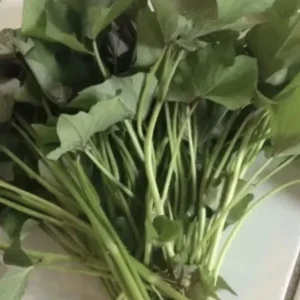 Sweet Potato Slips Variety Pack - 15 Live Cuttings (Okinawa, Japanese, Beauregard) - Image 2