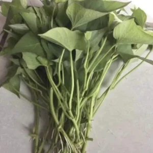 Sweet Potato Slips Variety Pack - 15 Live Cuttings (Red Japanese, Okinawa, Beauregard) - Outdoor - Image 2