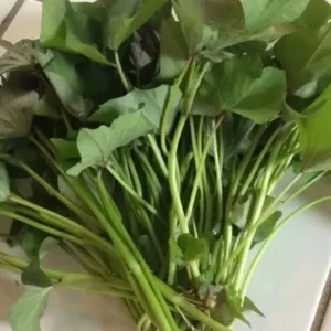 Sweet Potato Slips Variety Pack - 15 Live Cuttings (Red, Murasaki, Purple) for Home Garden - Image 3