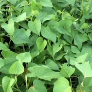 Sweet Potato Slips Variety Pack - 15 Live Cuttings (Red Japanese, Okinawa, Beauregard) - Outdoor - Image 3