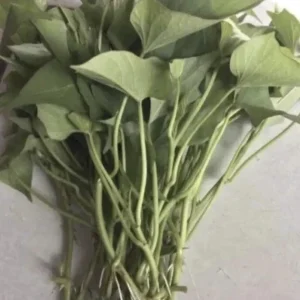 Sweet Potato Slips Variety Pack - 15 Slips Red Japanese, Okinawa, Beauregard - Image 2