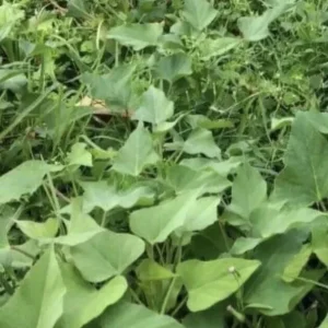 Sweet Potato Slips Variety Pack - 15 Slips Red Japanese, Okinawa, Beauregard - Image 4