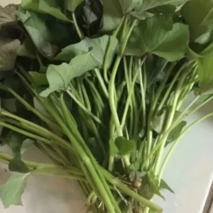 Sweet Potato Slips Variety Pack - 20 Cuttings, Beauregard, White, Purple, Red Japan - Image 2