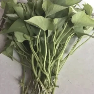 Sweet Potato Slips Variety Pack - 20 Cuttings, Beauregard, White, Purple, Red Japan - Image 4