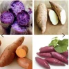 Sweet Potato Slips Variety Pack - 20 Cuttings, Beauregard, White, Purple, Red Japan - Image 1
